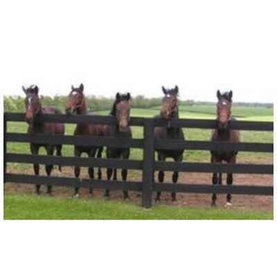 White Brown Color Pvc Vinyl Ranch Rail Fence Pvc Horse Fencing 4FT Height